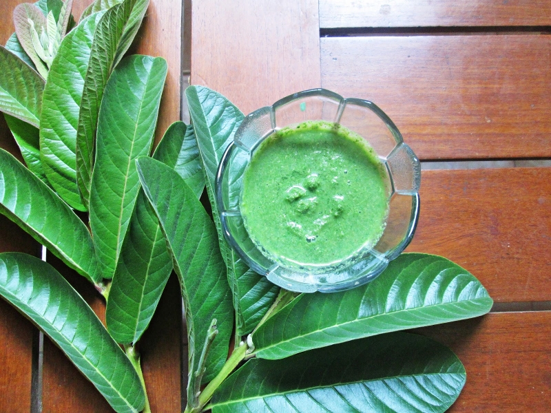 Trị viêm da cơ địa bằng lá ổi hiệu quả nhanh chóng