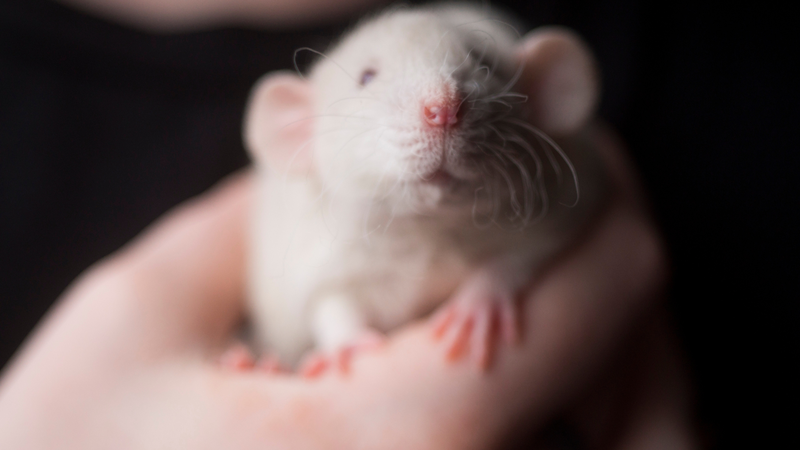 Triển vọng trong điều trị tổn thương phổi do nhiễm trùng huyết bằng liệu pháp ozone 1