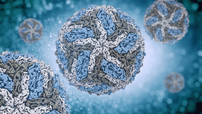 Triệu chứng bệnh sốt xuất huyết ở người lớn từ nhẹ đến nặng 2