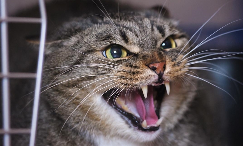 triệu chứng khi bị mèo dại cắn 3