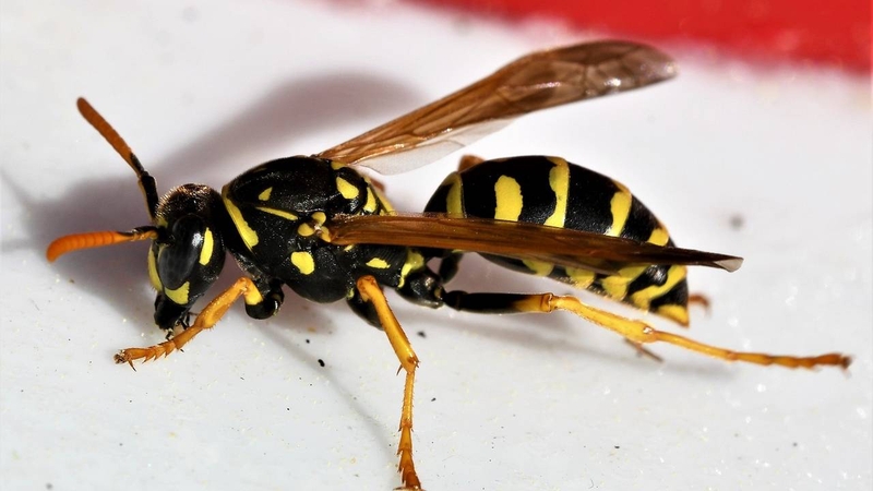 trieu-chung-khi-bi-ong-vo-ve-dot-va-nhung-dieu-can-luu-y 1.jpg