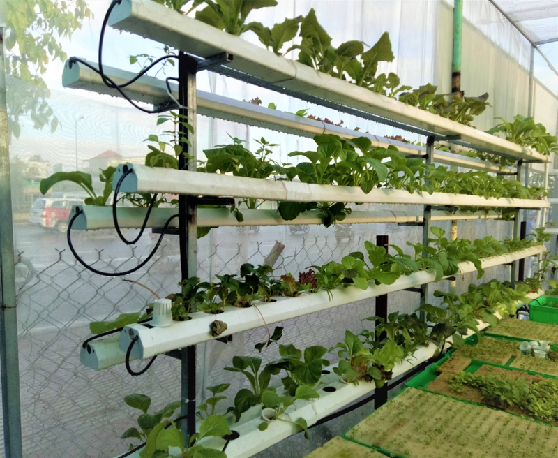 Có nên trồng rau thủy canh để ăn? 1