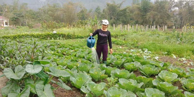 Có nên trồng rau thủy canh để ăn? 2