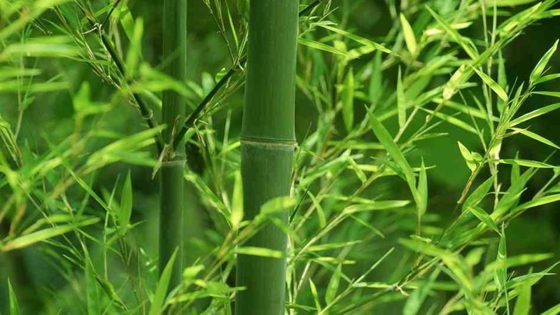 Trúc nhự là cây gì? Các bài thuốc chữa bệnh từ cây trúc nhự 1