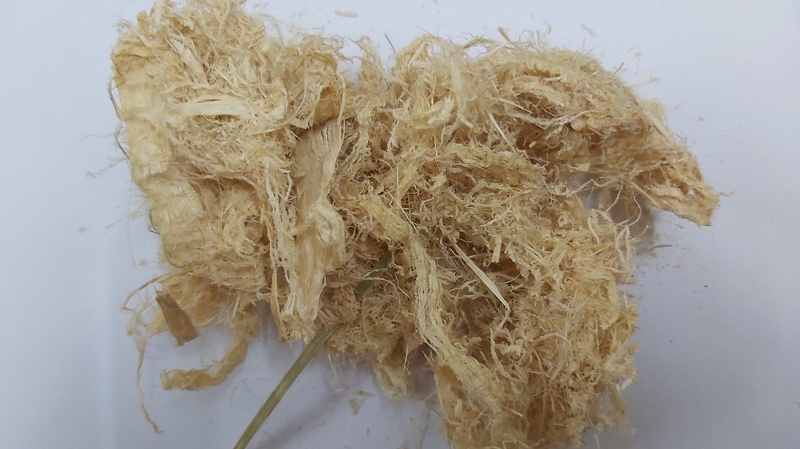 Trúc nhự là cây gì? Các bài thuốc chữa bệnh từ cây trúc nhự 2