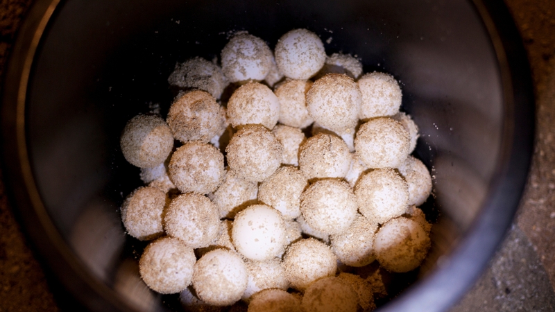 Trứng ba ba có ăn được không? Sự thật dinh dưỡng và cảnh báo sức khỏe bạn cần biết 1