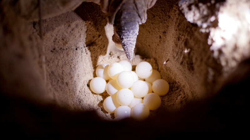 Trứng ba ba có ăn được không? Sự thật dinh dưỡng và cảnh báo sức khỏe bạn cần biết 2