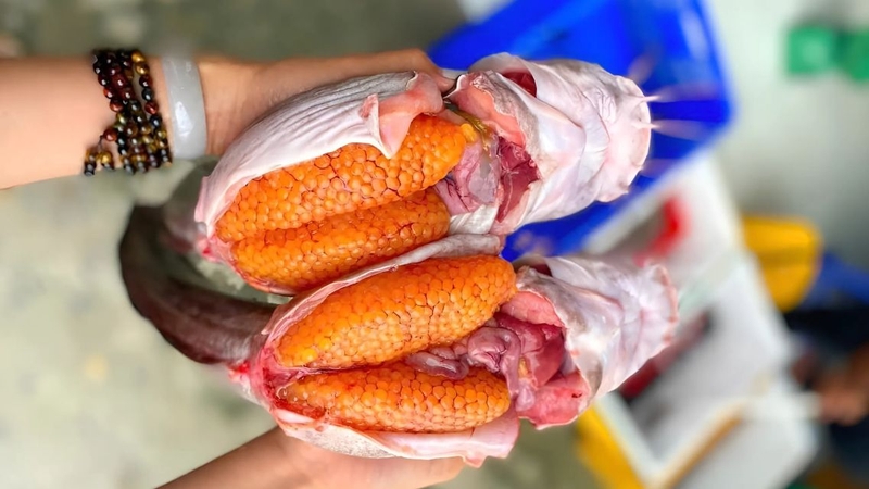 Khám phá dinh dưỡng và cách dùng trứng cá ngát để tăng cường sức khỏe 1