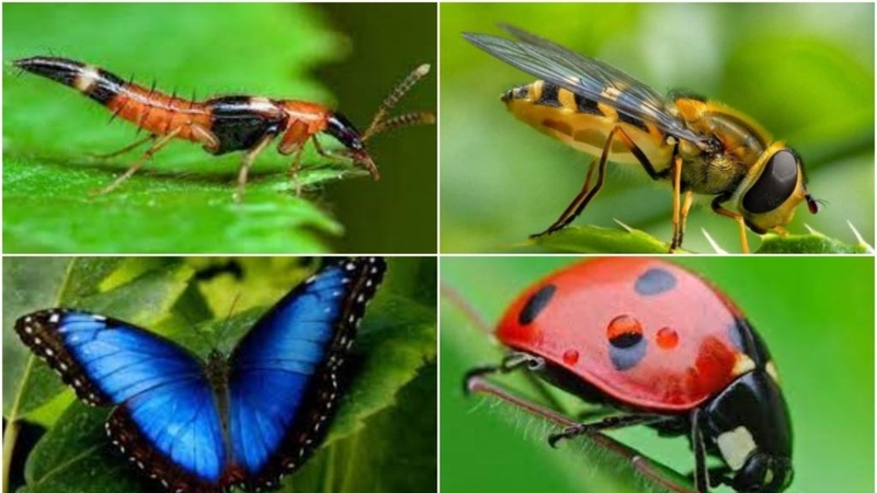 Trứng côn trùng trên quần áo: Nguyên nhân, cách khắc phục 1