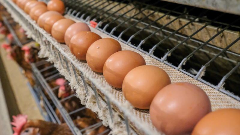 Trứng gà công nghiệp có tốt không? Chất lượng trứng phụ thuộc vào môi trường sống của gà