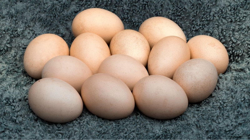 Trứng gà công nghiệp cung cấp nhiều dưỡng chất quan trọng cho cơ thể