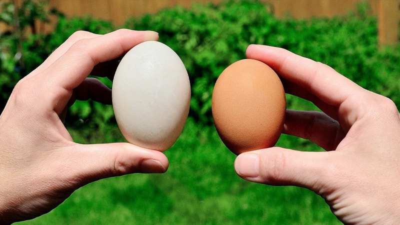 Trứng gà hay trứng vịt tốt hơn? Một số lưu ý khi sử dụng trứng 1