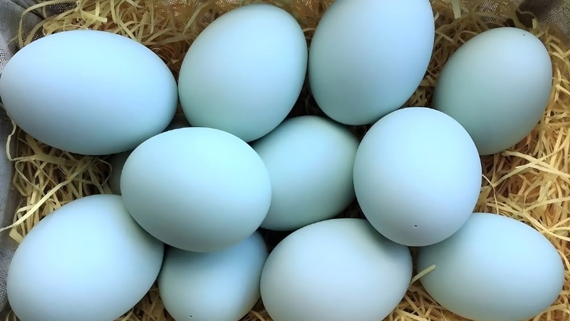 Sử dụng trứng gà xanh đúng cách và hợp lý giúp tối ưu lợi ích sức khỏe