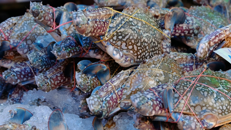 Trứng ghẹ ăn được không​? Giá trị dinh dưỡng và lợi ích của trứng ghẹ 4