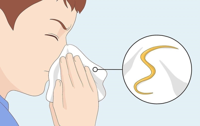 Trứng giun đũa và những điều bạn chưa biết 1