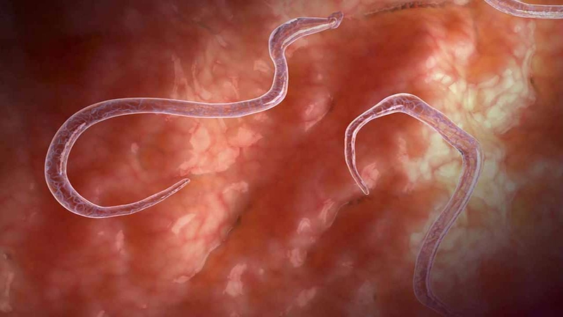 trung-giun-kim-bao-lau-thi-no 2.jpg