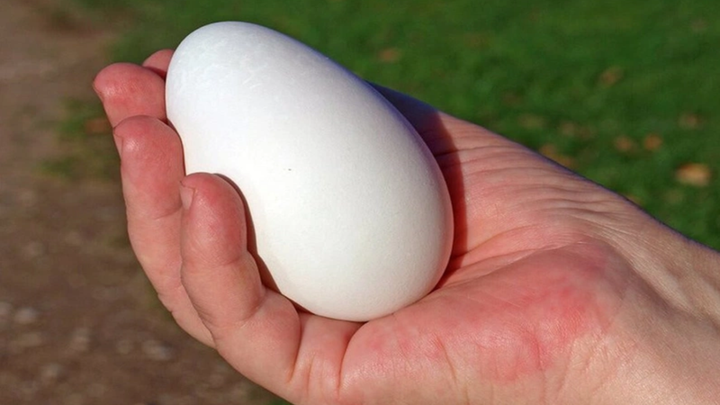 trung-ngong-ky-gi-nhung-dieu-can-luu-y-khi-an-trung-ngong (1).png