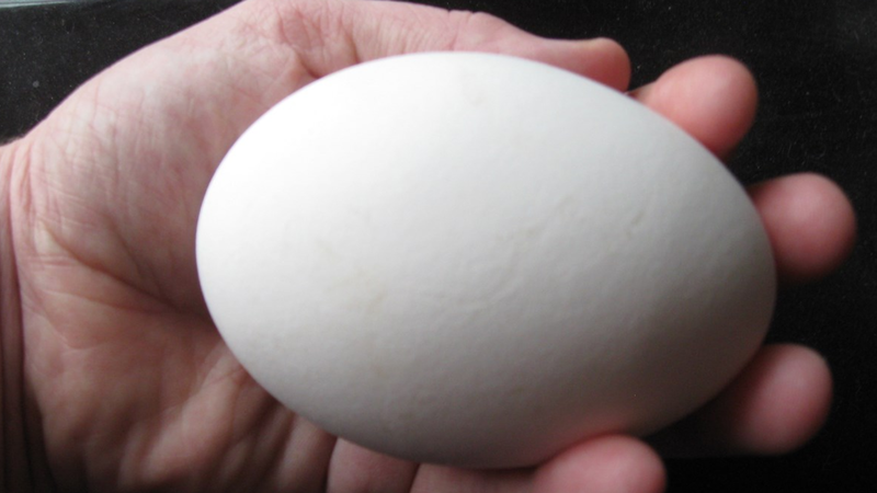 trung-ngong-ky-gi-nhung-dieu-can-luu-y-khi-an-trung-ngong (2).png