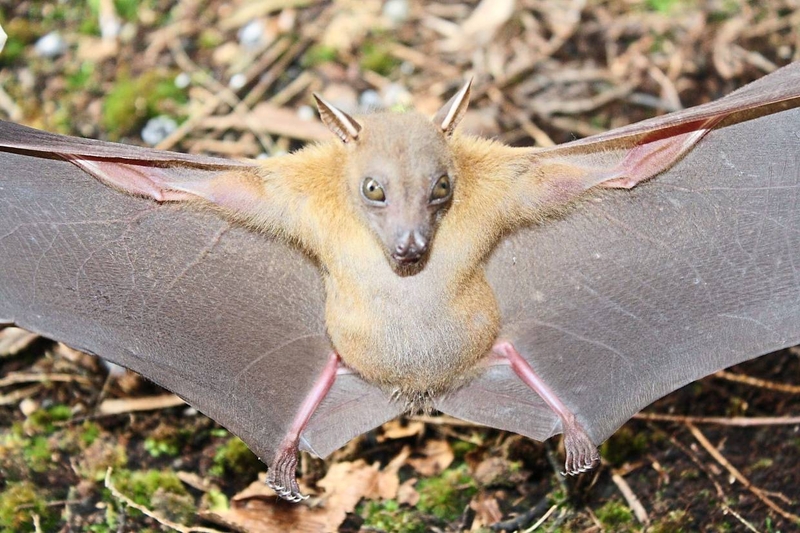 Trung Quốc và WHO khẳng định virus 2019-nCoV có nguồn gốc từ động vật 2