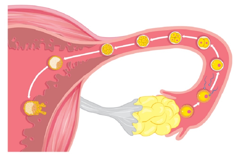 trứng rụng lần 2 khi nào 1