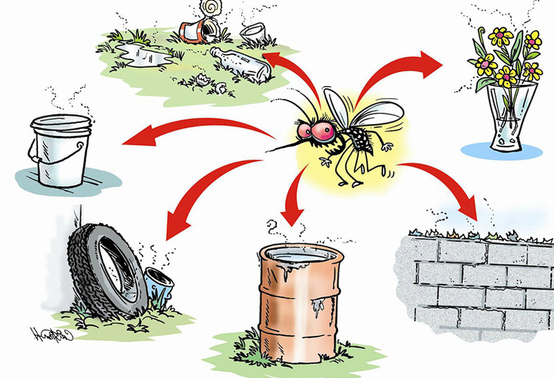 Trùng sốt rét có đặc điểm gì? 3 lưu ý phòng ngừa bệnh hiệu quả 3