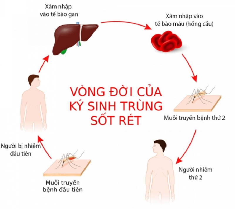 Trùng sốt rét sinh sản như thế nào?&nbsp;3