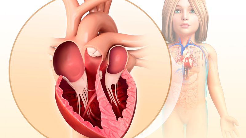 Trung thất giữa là trung tâm của toàn bộ lồng ngực, chứa tim