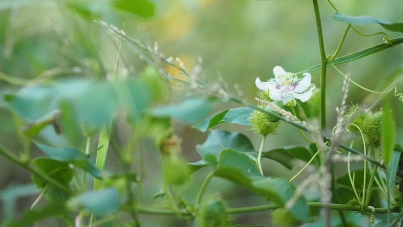 Trường hợp người tiểu đường có uống được cây lạc tiên không? 2