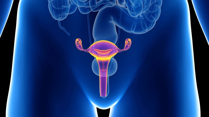 Tử cung là gì? Cấu tạo của tử cung và sự thay đổi khi phụ nữ mang thai 3