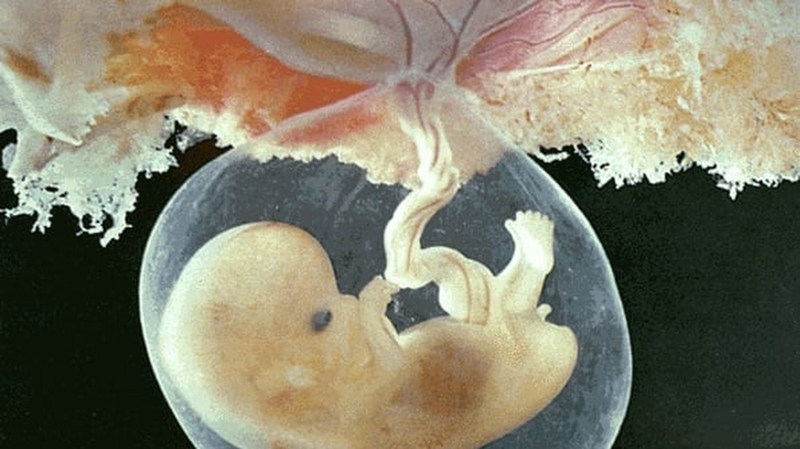 Tuần hoàn thai nhi: Quá trình phát triển hệ tuần hoàn trong bào thai 1