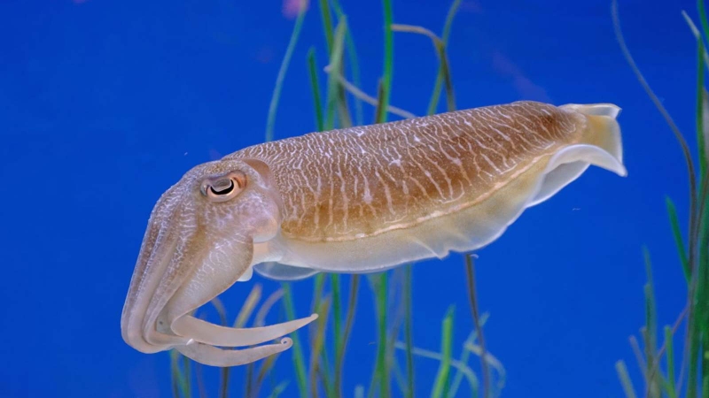 Túi mực của con mực có ăn được không​? Giải đáp thắc mắc 1