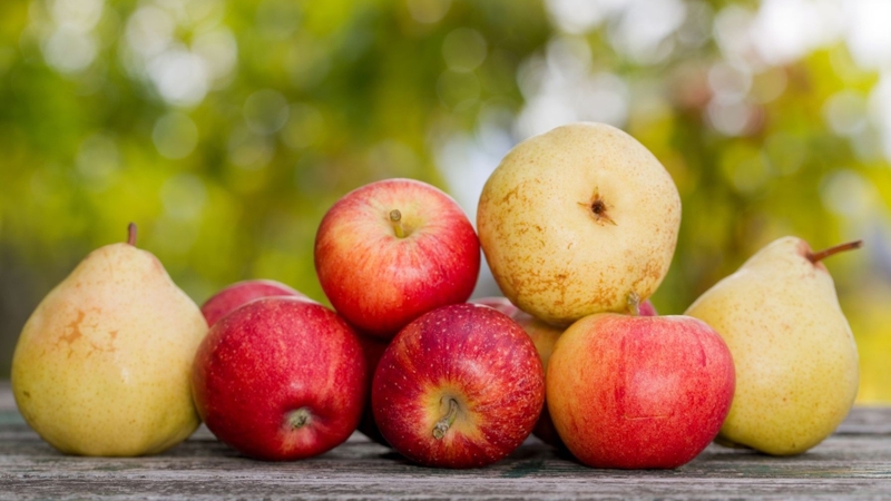 Táo và lê là hai loại quả được nhiều mẹ chọn cho con ăn dặm