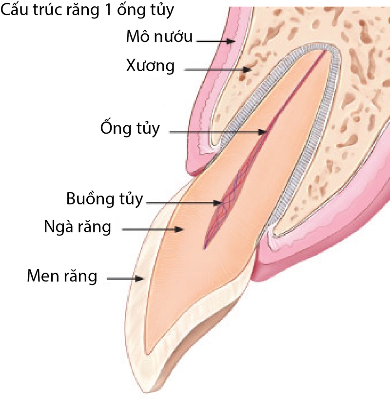 Tủy răng là gì? Tủy răng có quan trọng hay không? Bệnh lý về tủy răng 1