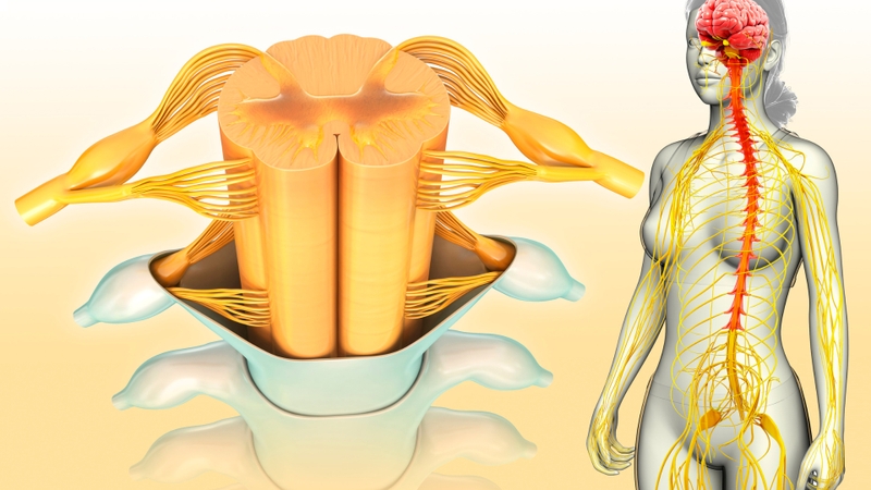 Tủy sống nằm ở đâu? Cấu tạo và chức năng của tủy sống 2