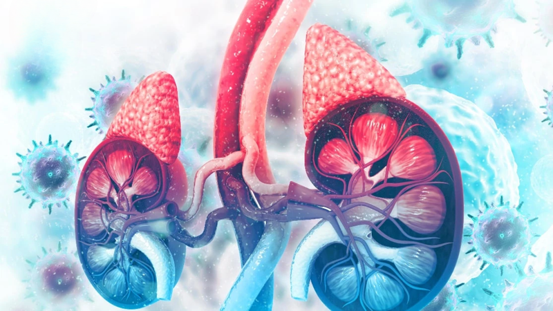 Tuyến thượng thận 5