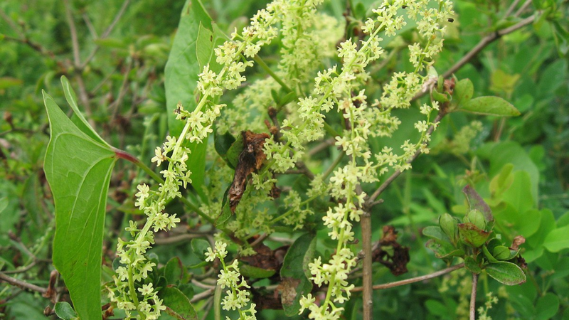 Tỳ giải: Vị thuốc chữa đau nhức và có tác dụng lợi tiểu 1