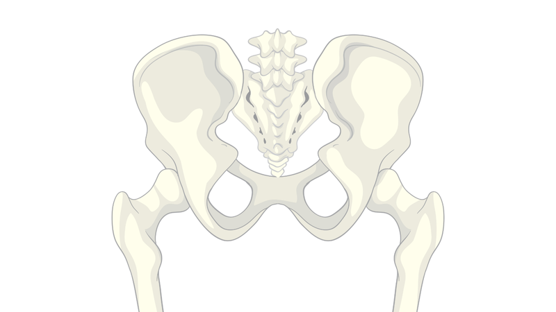 Ụ ngồi là một phần của xương chậu, nằm ở phía dưới của xương ngồi