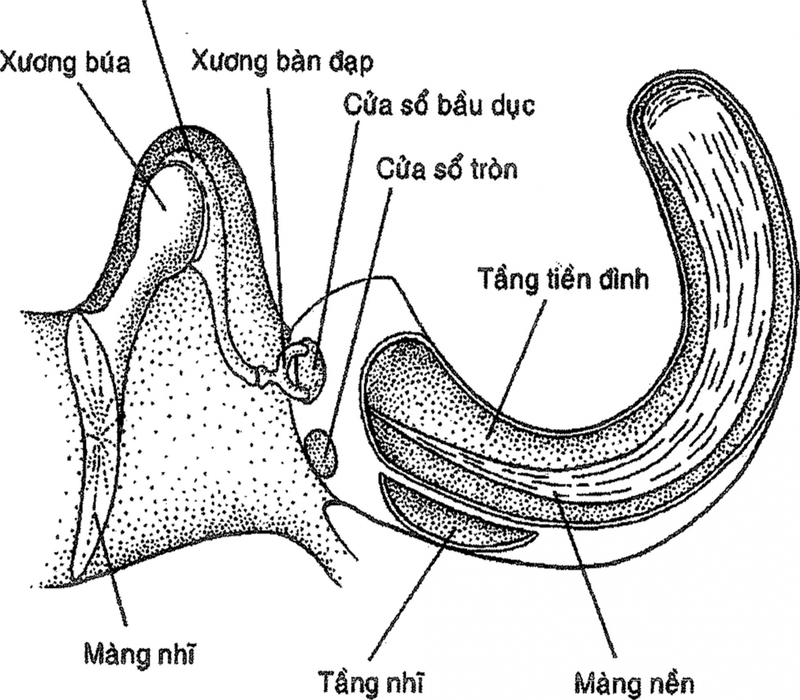Ù tai rối loạn vận mạch có nguy hiểm không? 3
