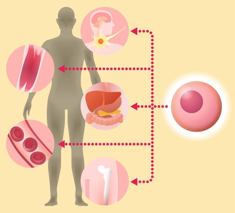 Ứng dụng tế bào gốc trung mô vào y học -2