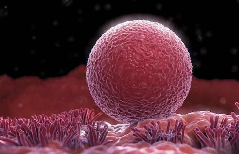 Ung thư và khả năng sinh sản: Những lựa chọn sau khi điều trị ung thư ở nữ giới2