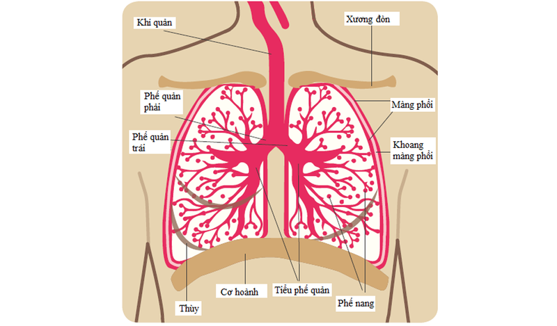Hoạt động của phổi trong cơ thể