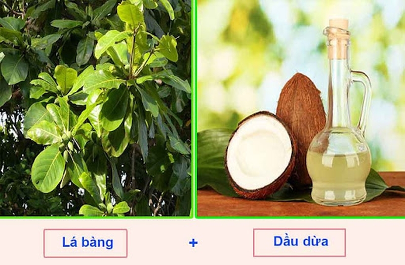 Hướng dẫn các cách chữa bệnh trĩ bằng lá bàng 4