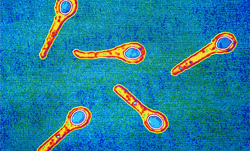 Uốn ván có sốt không - Triệu chứng của bệnh uốn ván là gì 2