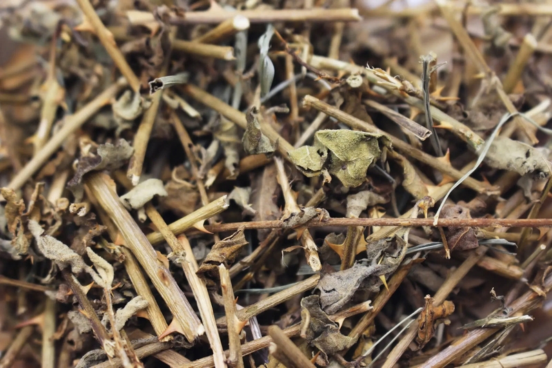 Uống cà gai leo có đẹp da không? Sự thật bạn nên biết 3