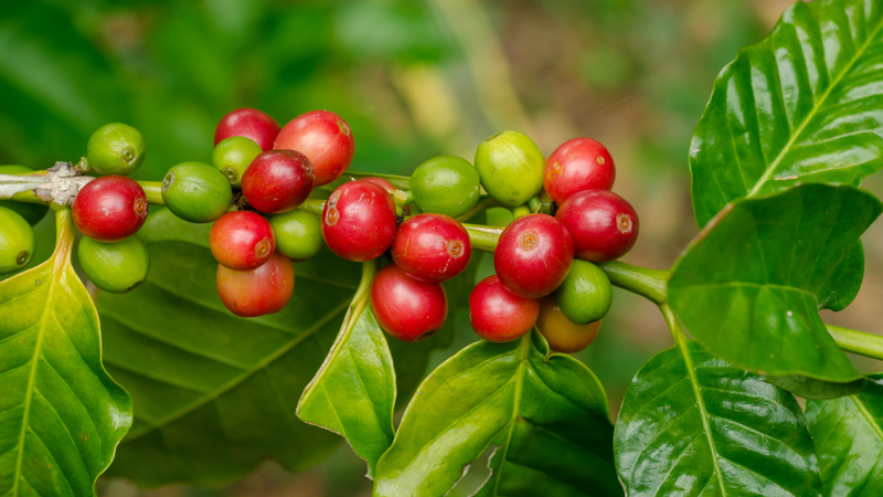 Ưu tiên các loại cà phê ít acid