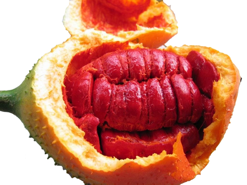 Ăn gấc có thể làm đẹp da, trị nám hiệu quả