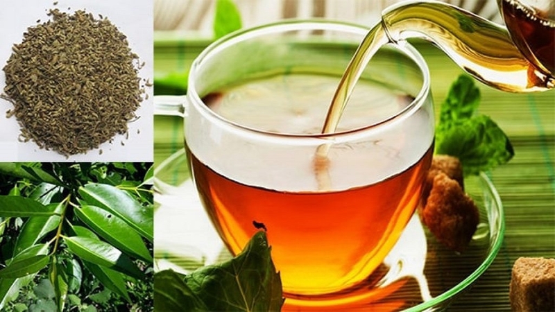 Nước lá vối giúp điều hòa&nbsp;chuyển hóa triglyceride và cholesterol trong máu hiệu quả