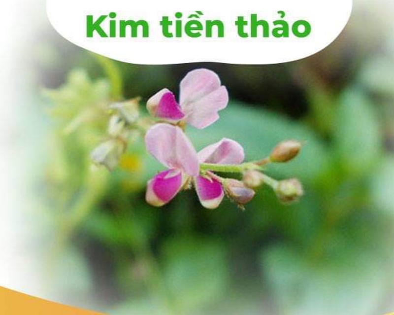 Công dụng của kim tiền thảo