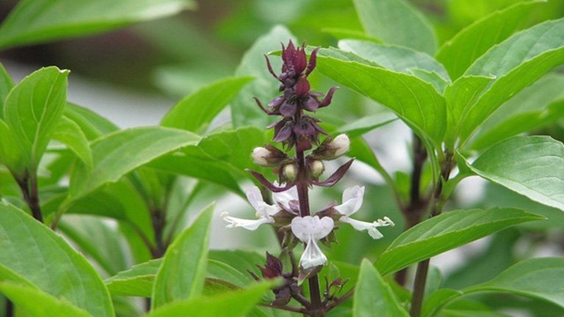 uong la cay gi de ha huyet ap 3.jpg