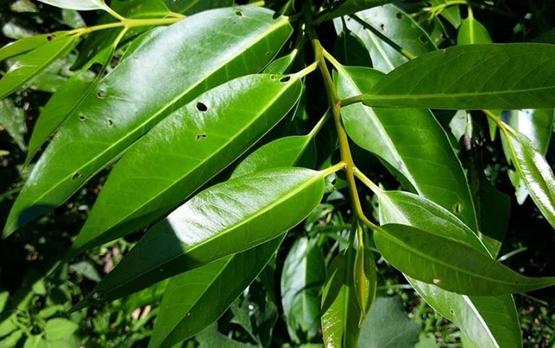 Thắc mắc: Uống lá cây gì tốt cho gan? 3